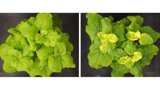 csic inactivar genes de plantas de forma selectiva,